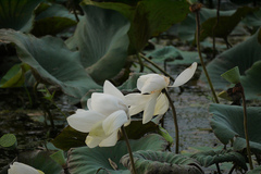 Nelumbo nucifera